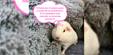 Новая рубрика фонда: питомцы нашей команды.