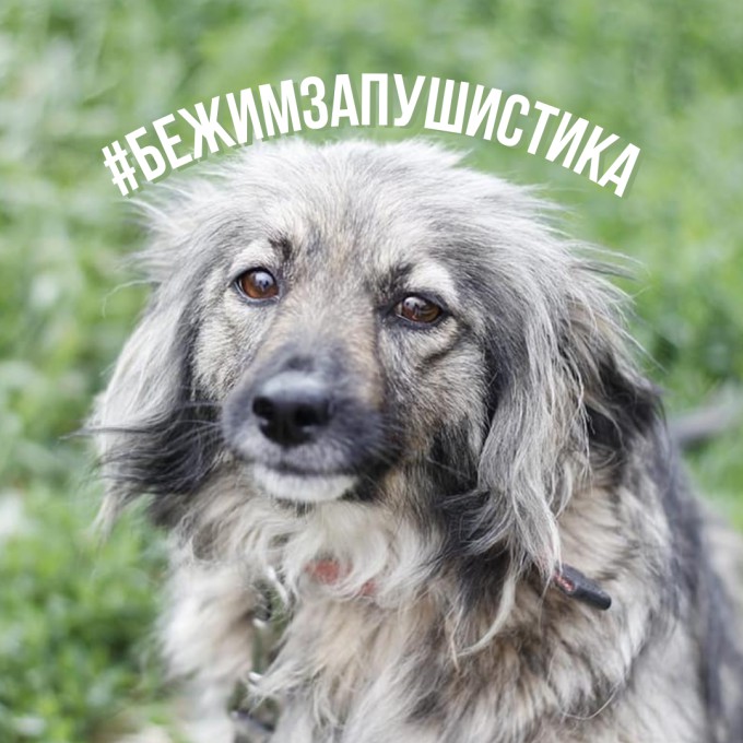 До #БежимЗаПушистика осталось 3 дня