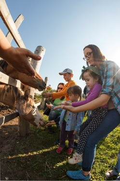 Конном клубе Светлое