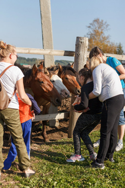 Конном клубе Светлое