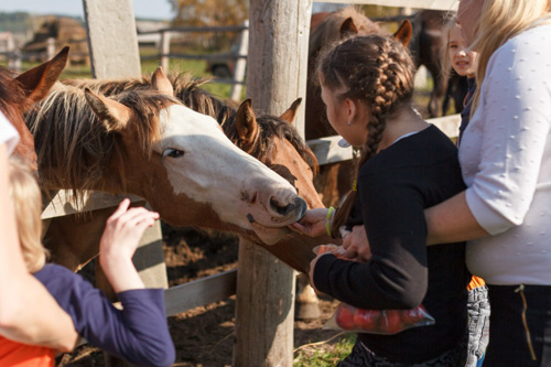 Конном клубе Светлое