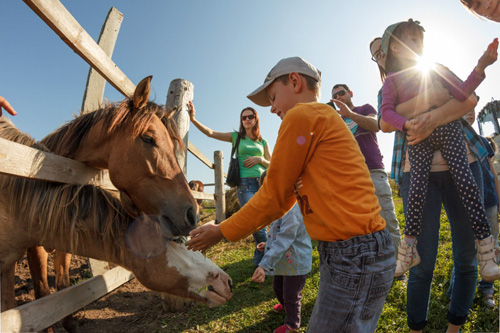 Конном клубе Светлое